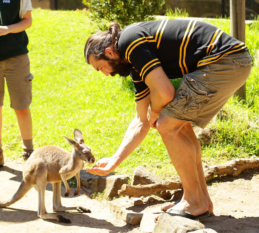 Sebastien Chabal feeds a kangaroo 