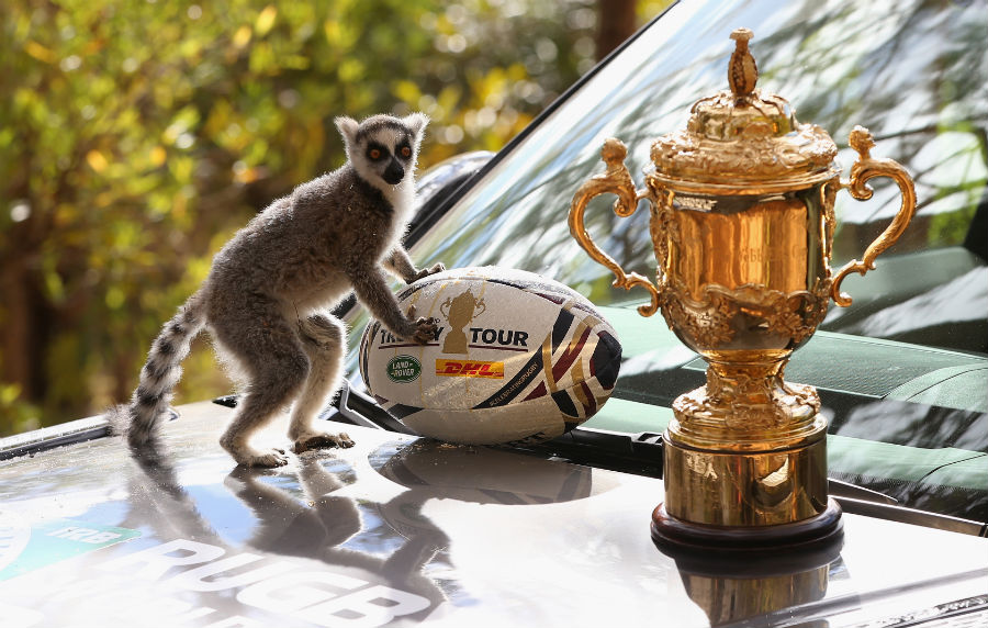 A ring-tailed lemur alongside the Rugby World Cup