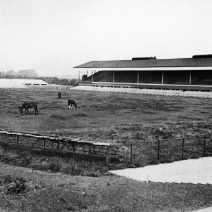 Twickenham in the summer of 1915, showing three horses eating the grass in the middle of the playing field, June 1, 1915