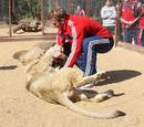 Lions flanker Tom Croft gets up close and personal with a Lion
